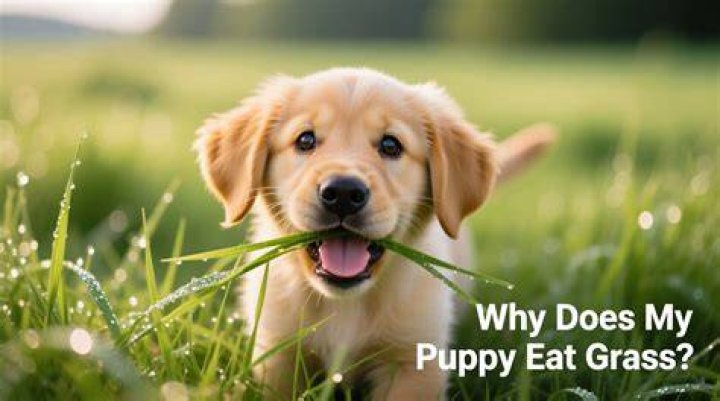 Why does my puppy eat bugs?