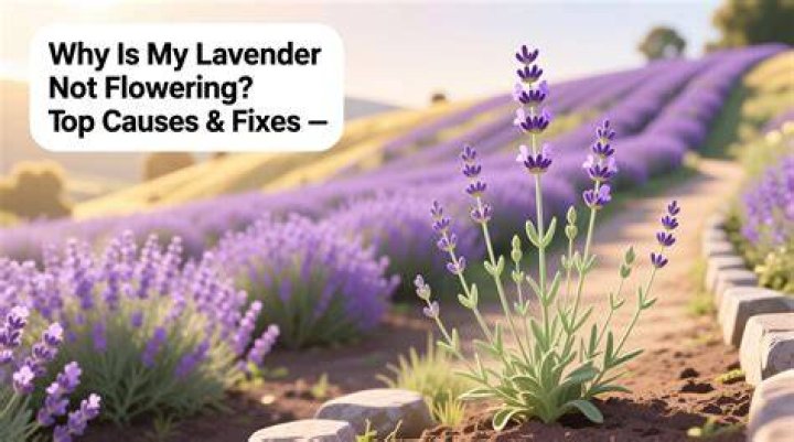 Why is my lavender not purple?
