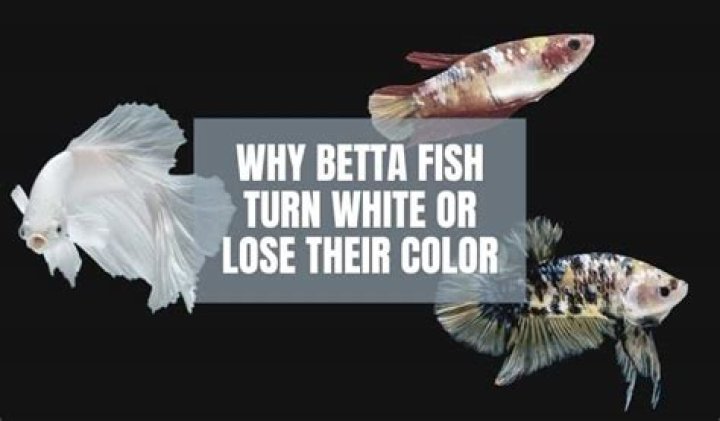 Why is my white betta turning black?