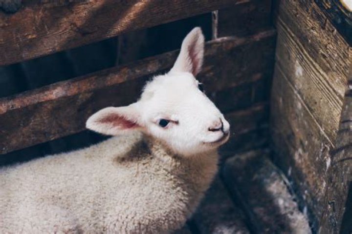 Why is the B silent in lamb?